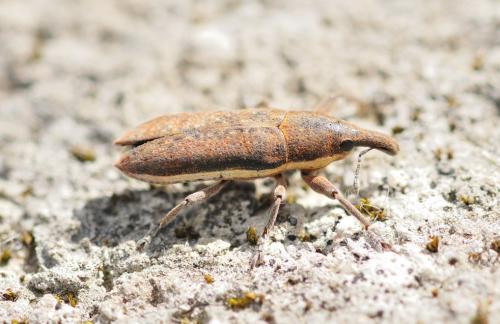 Réf. 319 568 : Lixus ochraceus